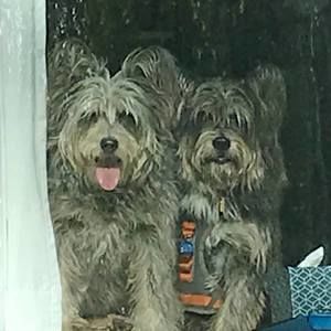 Meet your Posher, Rose